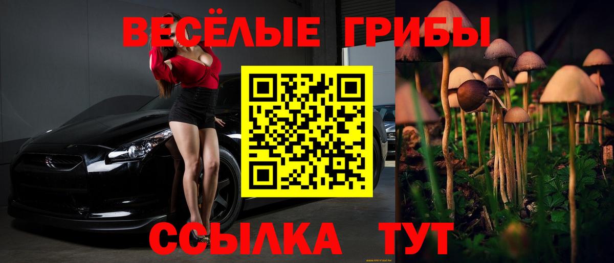Тосно  Псилоцибиновые грибы Psilocybine cubensis  Вход с VPN 